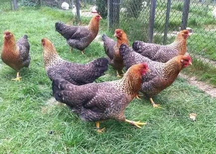 csirkék német csirkék német
