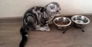 Hogyan kell etetni a skót macska