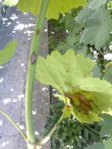 Fekete foltok csinálni Fekete foltok csinálni