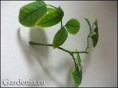 Hogyan terjednek a szoba rózsa Hogyan terjednek a szoba rózsa