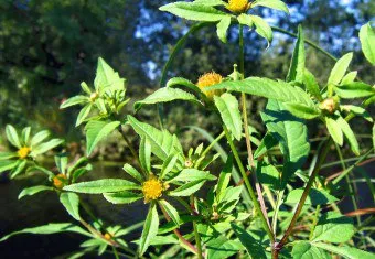 Az öröklés az allergia Az öröklés az allergia
