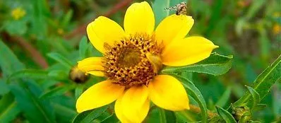 Az öröklés az allergia Az öröklés az allergia