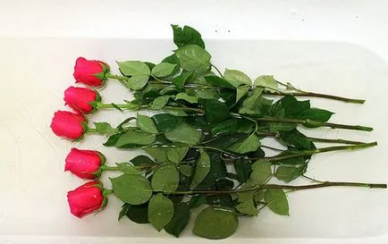 Hogyan kell tartani egy rózsa víz nélkül Hogyan kell tartani egy rózsa víz nélkül
