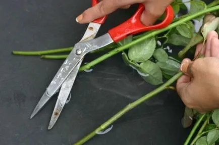 Hogyan kell tartani egy rózsa víz nélkül Hogyan kell tartani egy rózsa víz nélkül