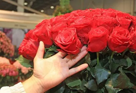 Hogyan kell tartani egy rózsa víz nélkül Hogyan kell tartani egy rózsa víz nélkül