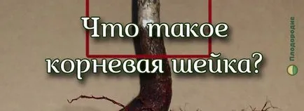 Mi a gyökér gallér a fa