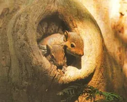 Mi a platánfa