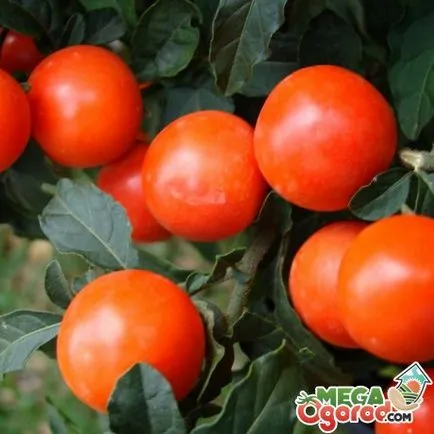 Hogyan törődik egy cserepes csucsor Hogyan törődik egy cserepes csucsor
