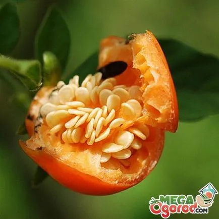 Hogyan törődik egy cserepes csucsor Hogyan törődik egy cserepes csucsor
