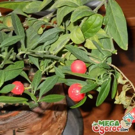 Hogyan törődik egy cserepes csucsor Hogyan törődik egy cserepes csucsor
