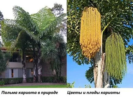 Cserepes, mint a pálmafa