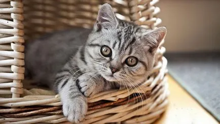 Cat séták nemcsak tálca Cat séták nemcsak tálca