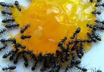 Ahogy a kertben, hogy megszabaduljon a hangyák