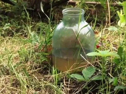Ahogy a kertben, hogy megszabaduljon a hangyák