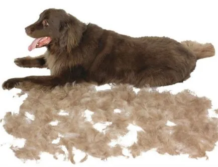 Furminators kutya, mi ez Furminators kutya, mi ez
