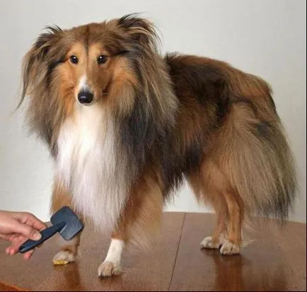 Furminators kutya, mi ez