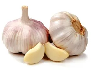 Féreg fertőzés kutyáknál Féreg fertőzés kutyáknál