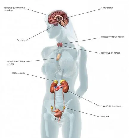 Mit hormonok Mit hormonok