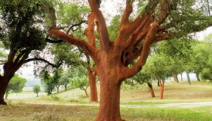 Hogyan működik a fa