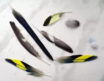 Ahogy budgies fészer