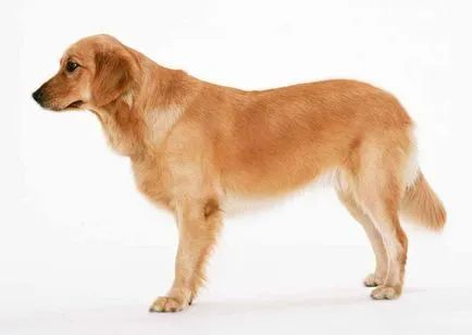 A marmagasság milyen