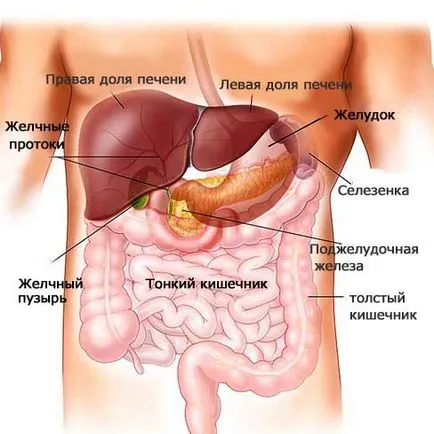 Hogyan szabályozzák a hormonok