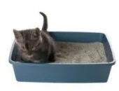 Cat séták nemcsak tálca