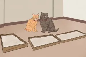 Cat séták nemcsak tálca