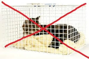 Cat séták nemcsak tálca