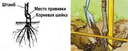 Mi a gyökér gallér a fa Mi a gyökér gallér a fa