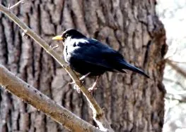 turdus