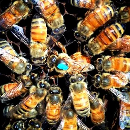 apis donau