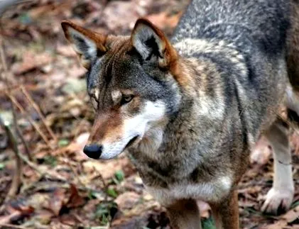 canis