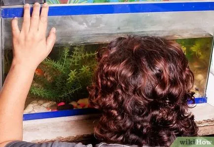 Milyen gyakran tisztítsa meg az akvárium