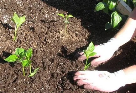 Hogyan növény paprika