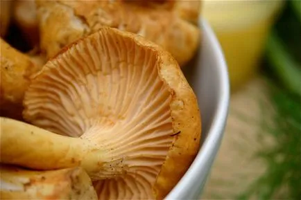 Főzni gomba rókagomba