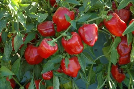 Hogyan növény paprika
