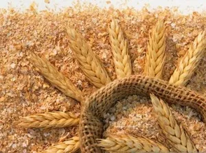Hogyan kell használni a búzakorpa Hogyan kell használni a búzakorpa