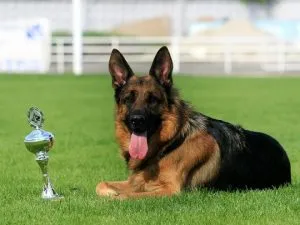 Hogyan tanítsuk a játékot a tálcára