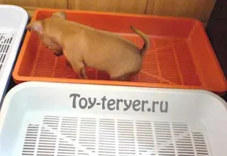 Hogyan tanítsuk a játékot a tálcára