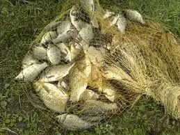 Tenyésztési kukacok otthon