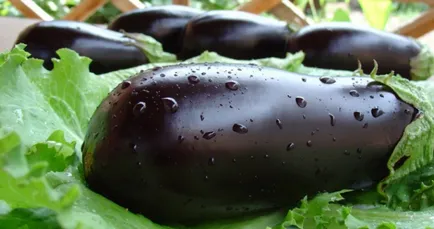 Hogyan növény padlizsán