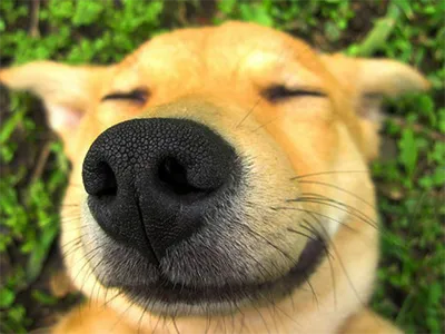 Kutya kutya szerelem