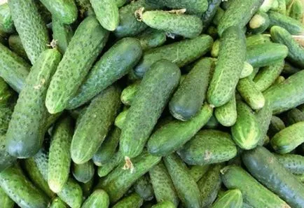 Hogyan kell tartani a friss uborka Hogyan kell tartani a friss uborka