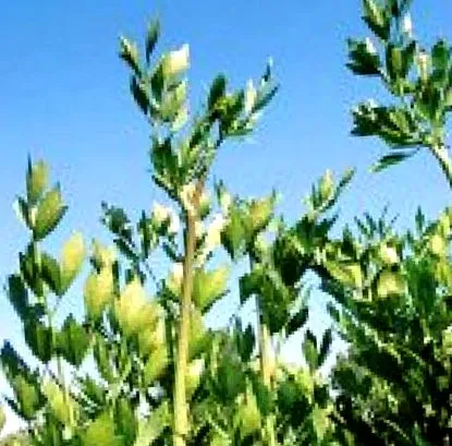лекови