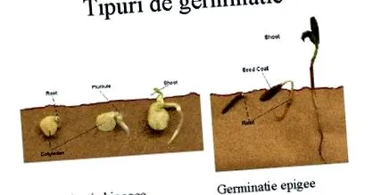 giardia kiütések