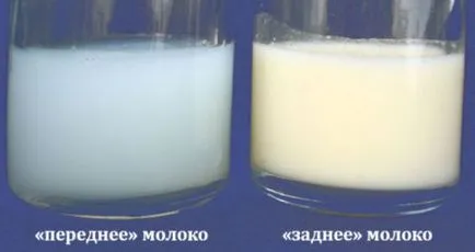 Hogyan kézzel kifejezni tej Hogyan kézzel kifejezni tej