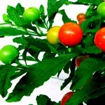 Hogyan törődik egy cserepes csucsor