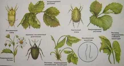 Hogyan törődik a tavaszi eper