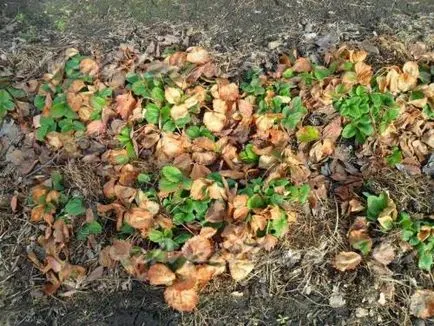 Hogyan törődik a tavaszi eper Hogyan törődik a tavaszi eper